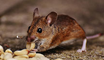 24 Hour & Emergency Exterminators in Secaucus, NJ